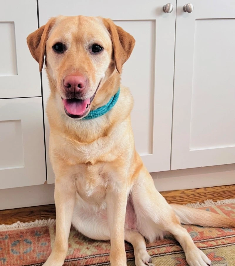 Nola, a certified therapy dog