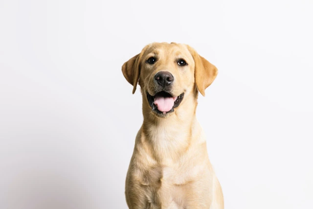 Nola, a certified therapy dog